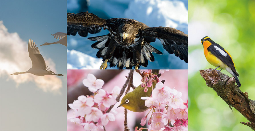 写真イメージ:Birders Gallery