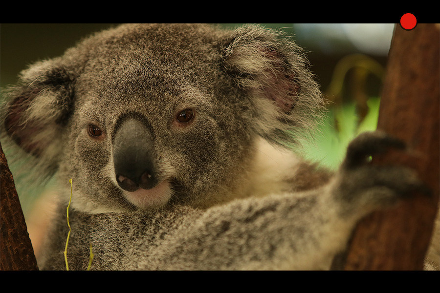 EOS MOVIEイメージ