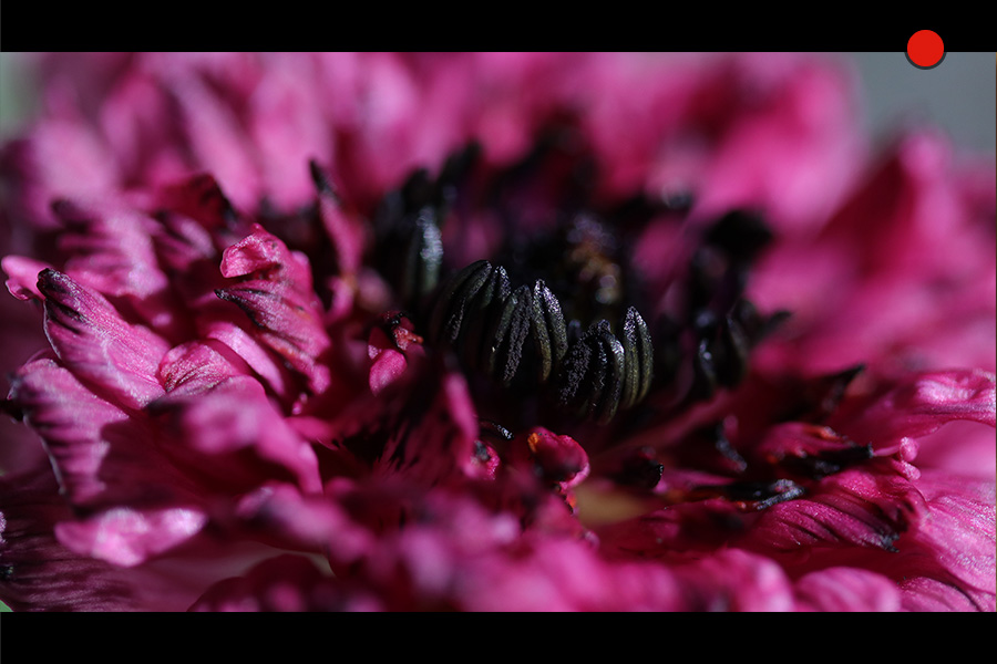 EOS MOVIEイメージ